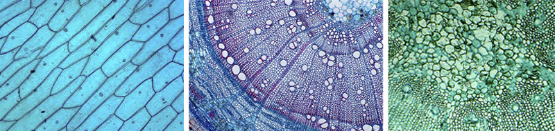 سختار سلولی در بهترین میکروسکوپ دانش آموزی